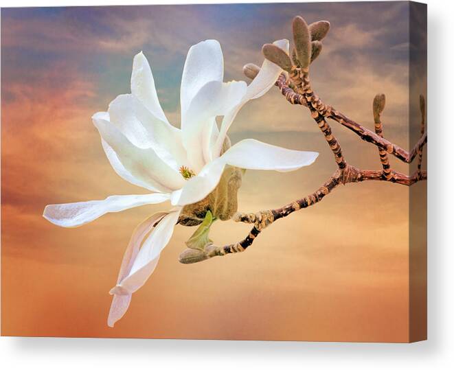 Magnolia Canvas Print featuring the photograph Open Magnolia on Texture by Nikolyn McDonald