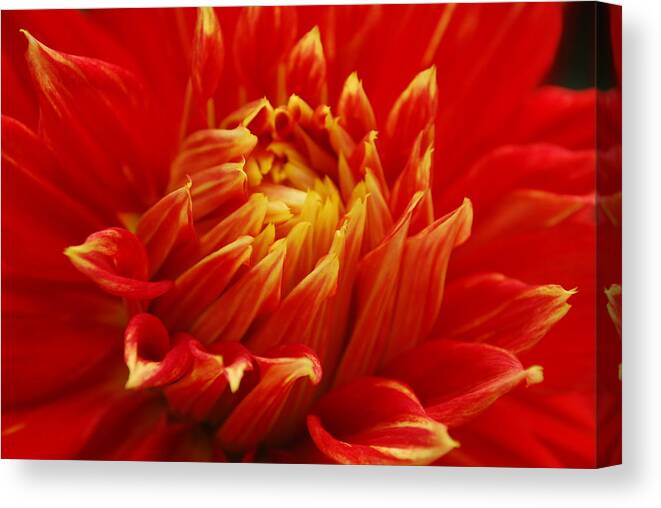 Dahlia Canvas Print featuring the photograph Openings by Gerald Carpenter