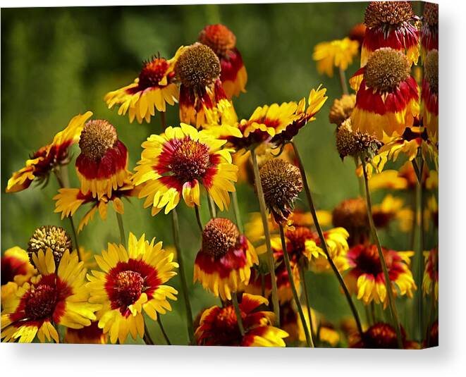 Red Canvas Print featuring the photograph Orange and Red Flowers by C VandenBerg