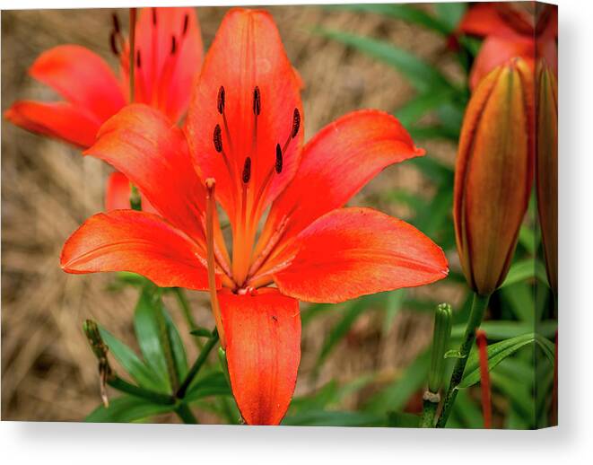 Flower Canvas Print featuring the digital art Orange and Stamen by Ed Stines