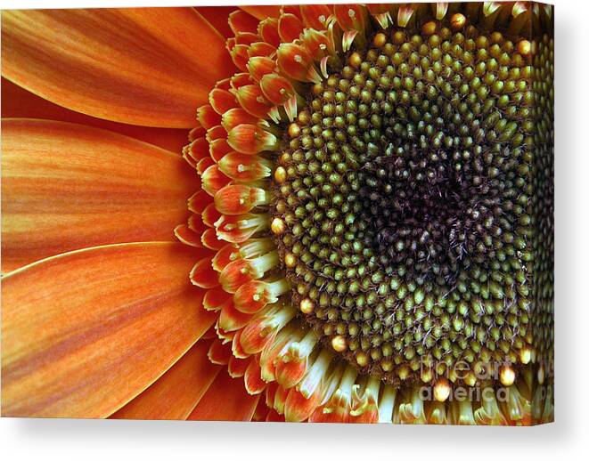 Flower Canvas Print featuring the photograph Orange Energy by Dan Holm