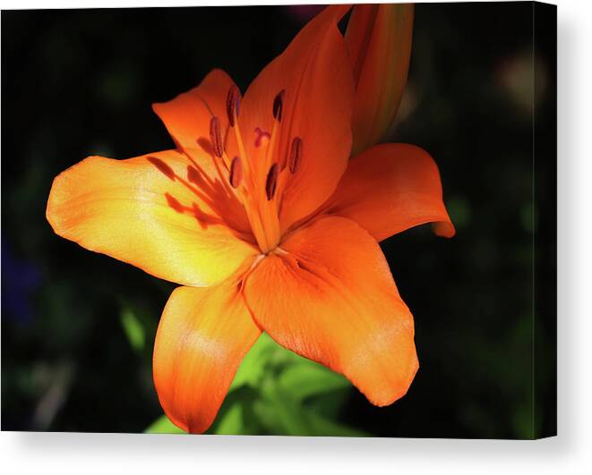Lily Canvas Print featuring the photograph Orange Evening Lily by Johanna Hurmerinta