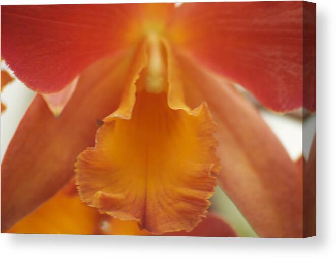 Orange Canvas Print featuring the photograph Orange Orchid by Michael Peychich