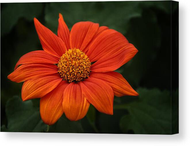 Flowers Canvas Print featuring the photograph Orange You Pretty by Dick Pratt
