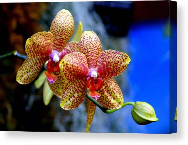 Flower Canvas Print featuring the photograph Orchid 17 by Marty Koch