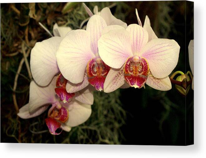 Flower Canvas Print featuring the photograph Orchid 19 by Marty Koch
