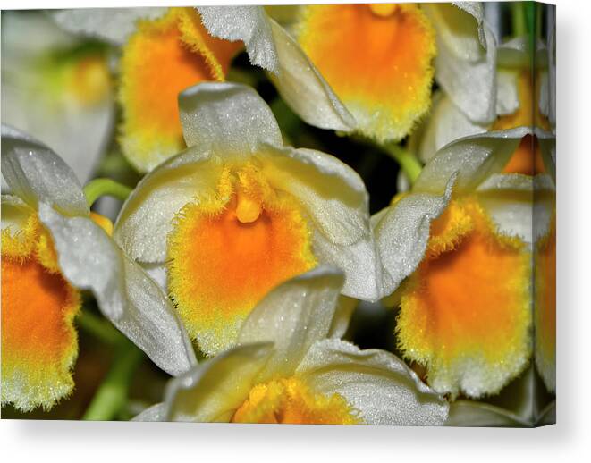 Orchid Canvas Print featuring the photograph Orchid - Dendrobium thyrsiflorum 002 by George Bostian