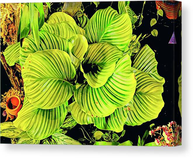 #flowersofaloha #flowers # Flowerpower #aloha #hawaii #aloha #puna #pahoa #thebigisland #orchidgreenfadealoha #greenfade #orchid Canvas Print featuring the photograph Orchid Green Fade Aloha by Joalene Young