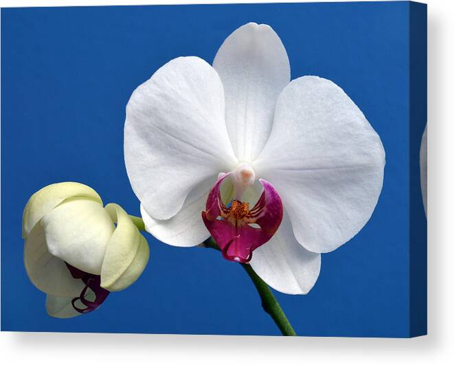 Orchid Canvas Print featuring the photograph Orchid Out Of The Blue. by Terence Davis