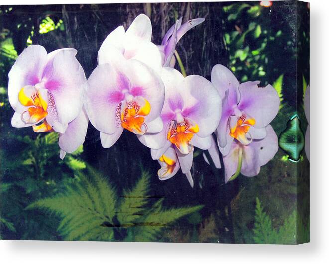 Orchids Canvas Print featuring the photograph Orchids of Hawaii by Dina Holland