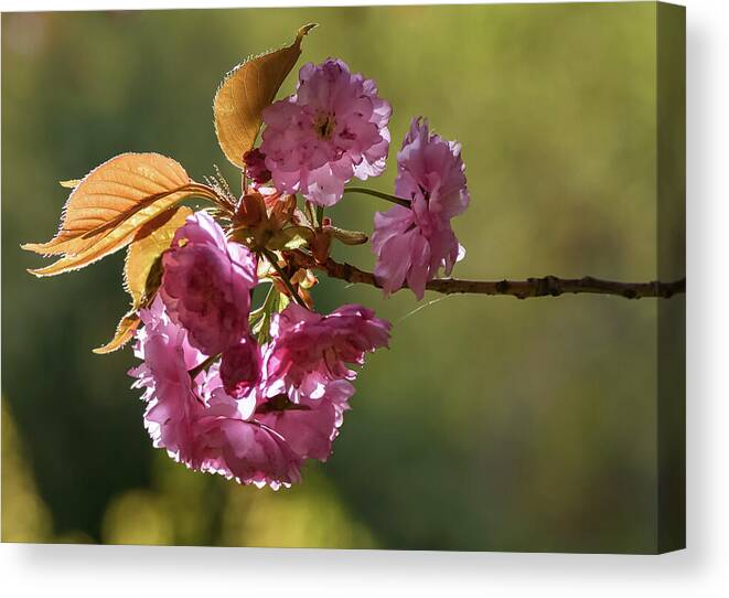 Flowers Canvas Print featuring the photograph Ornamental Cherry Blossoms - by Julie Weber