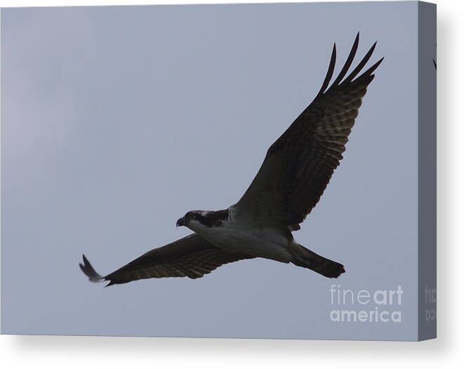 Osprey Canvas Print featuring the photograph Osprey On The Tygart by Randy Bodkins