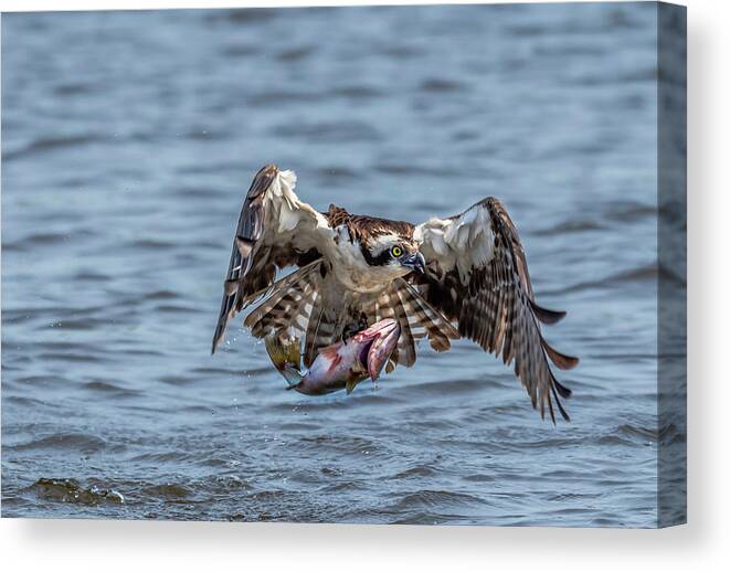 Animal Canvas Print featuring the photograph Osprey with Catch 9108 by Donald Brown