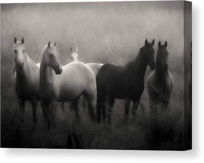 Horse Canvas Print featuring the photograph Out of the Mist by Ron McGinnis