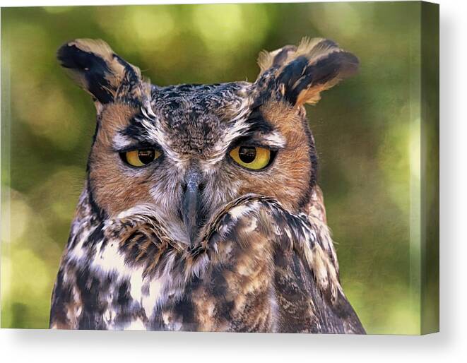 Owls Canvas Print featuring the photograph Owl Eyes by Elaine Malott