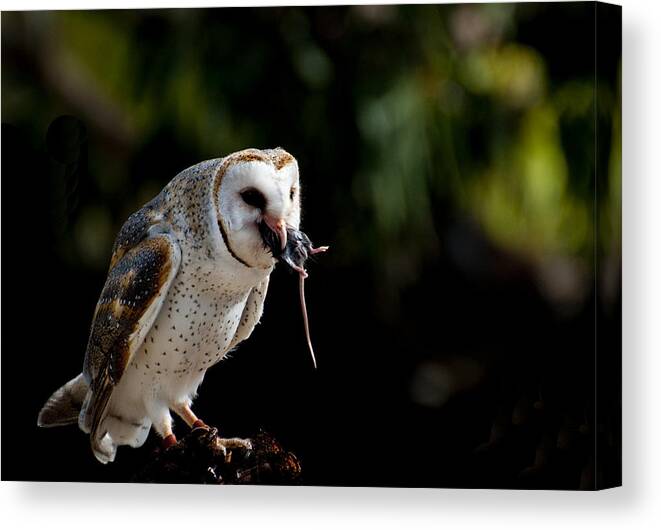 Mouse Canvas Print featuring the photograph Owl versus Mouse by Andrew Dickman