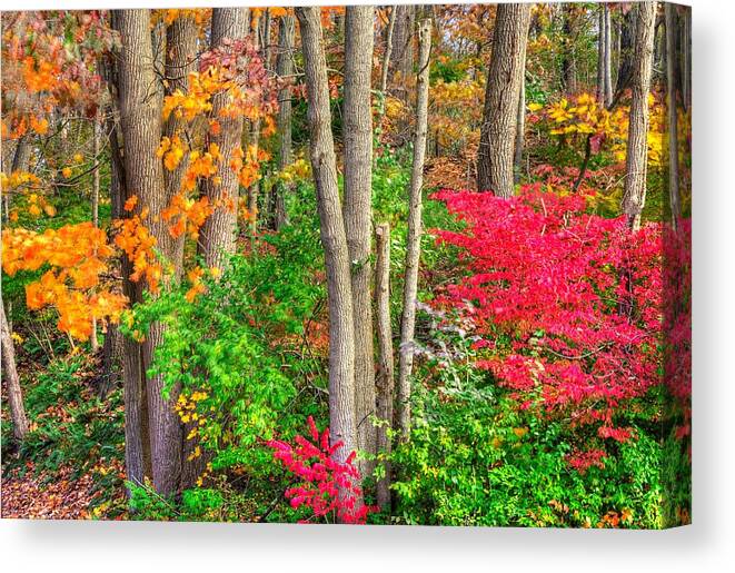 Pennsylvania Canvas Print featuring the photograph PA Country Roads - Autumn Flourish - Harmony Hill Nature Area - Chester County PA by Michael Mazaika