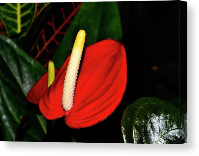 Pacora Anthurium Canvas Print featuring the photograph Pacora Anthurium Plant - Red Hot 001 by George Bostian