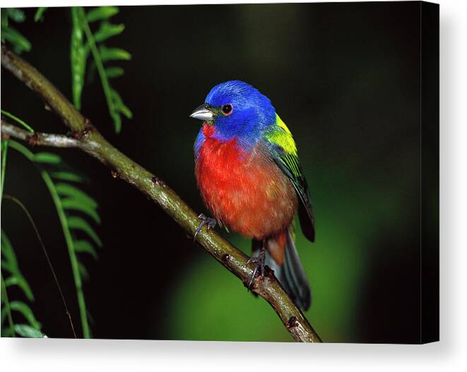 Mp Canvas Print featuring the photograph Painted Bunting Passerina Ciris Male by Tom Vezo