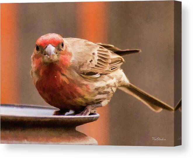 Male House Finch Canvas Print featuring the photograph Painted Male Finch by Tim Kathka