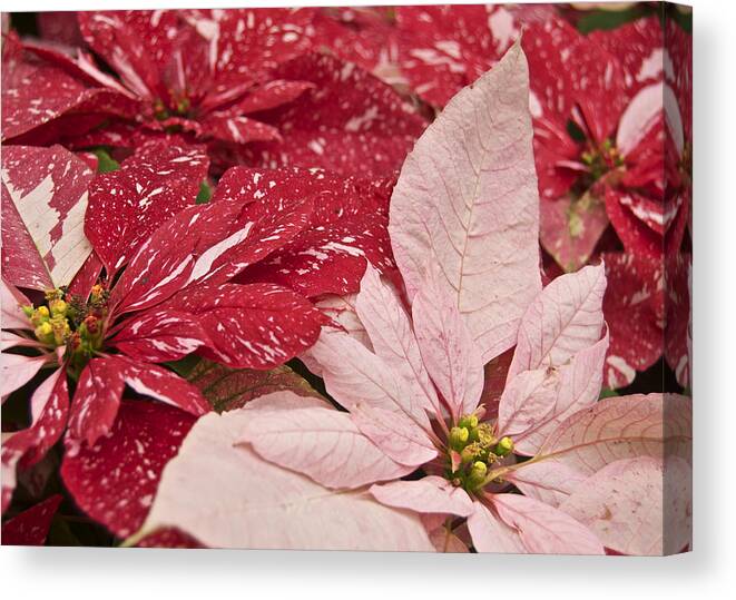 Poinsettia Canvas Print featuring the photograph Painted Poinsettias by Michael Peychich