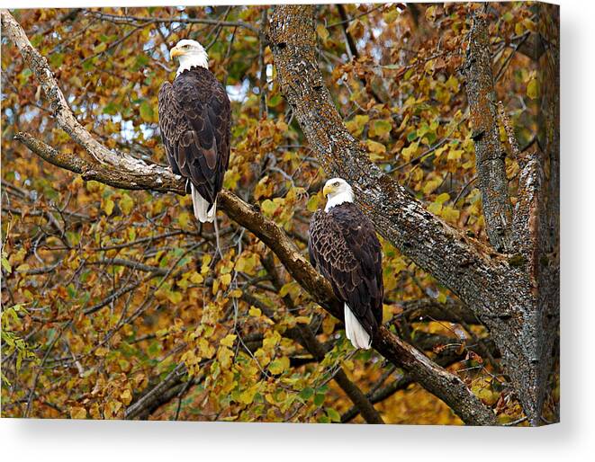 Chester Woods County Park Canvas Print featuring the photograph Pair of Eagles in Autumn by Larry Ricker