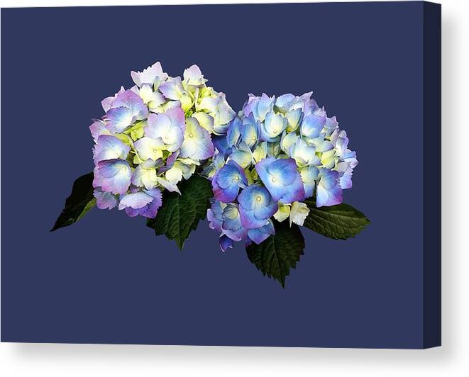 Hydrangea Canvas Print featuring the photograph Pale Pink and Blue Hydrangea by Susan Savad