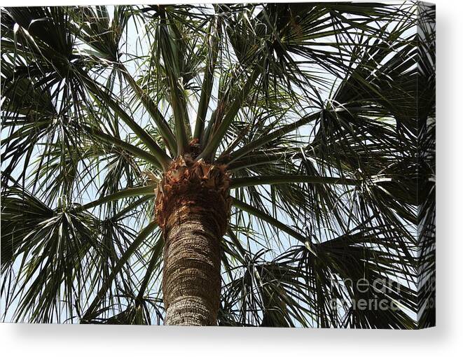 Palm Tree Canvas Print featuring the photograph Palm Tree Symmetry by Jan Gelders