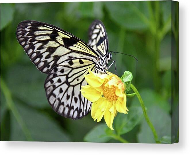 Paper Kite Butterfly Canvas Print featuring the photograph Paper Kite butterfly by Ronda Ryan
