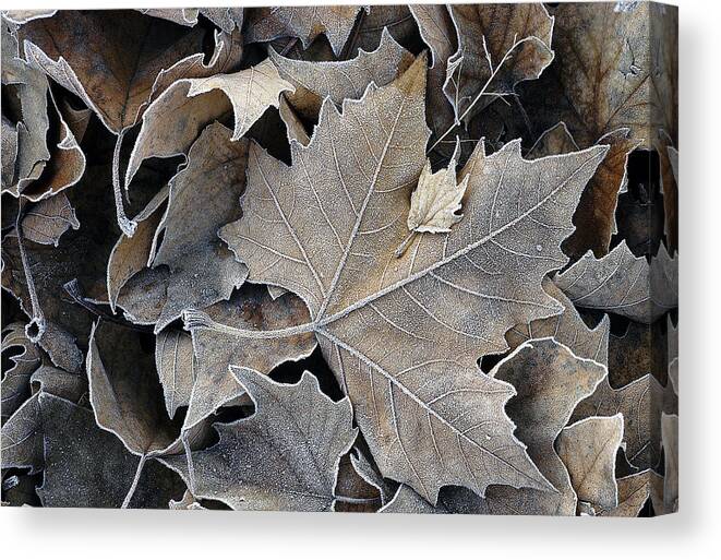 Maple Canvas Print featuring the photograph Parental by DArcy Evans