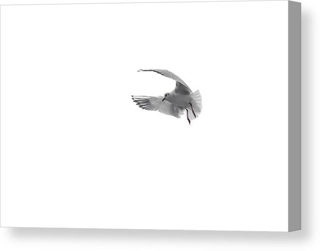 Peace Canvas Print featuring the photograph Peace Dove by Billy Soden