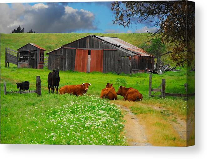 Cow Canvas Print featuring the photograph Peaceful Cows by Harry Spitz