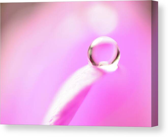 Bokeh Canvas Print featuring the photograph Peaceful Offering by Sandra Parlow