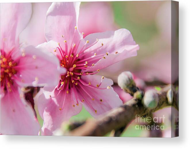 Sakura Canvas Print featuring the photograph Peach Blossoms 16 by Andrea Anderegg