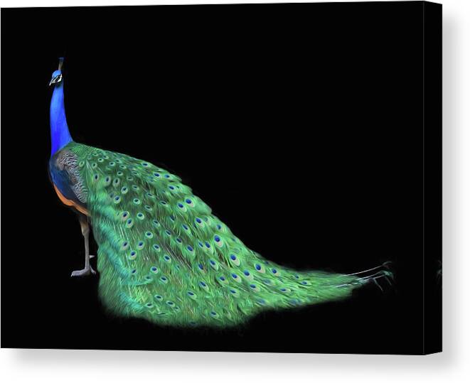 Peacock Feathers Canvas Print featuring the photograph Peacock Feathers by Steven Michael