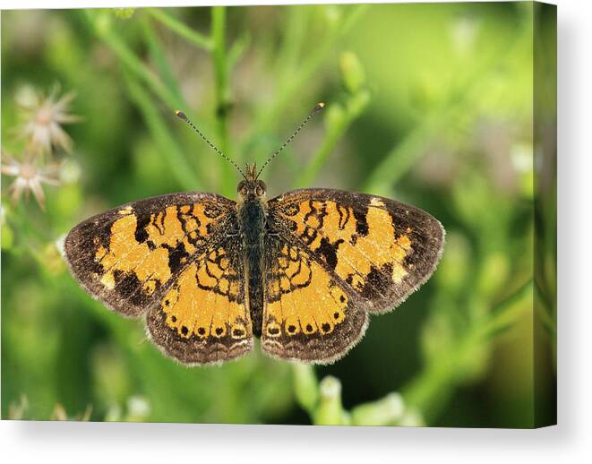 Pearl Crescent Canvas Print featuring the photograph Pearl Crescent by Jim Zablotny