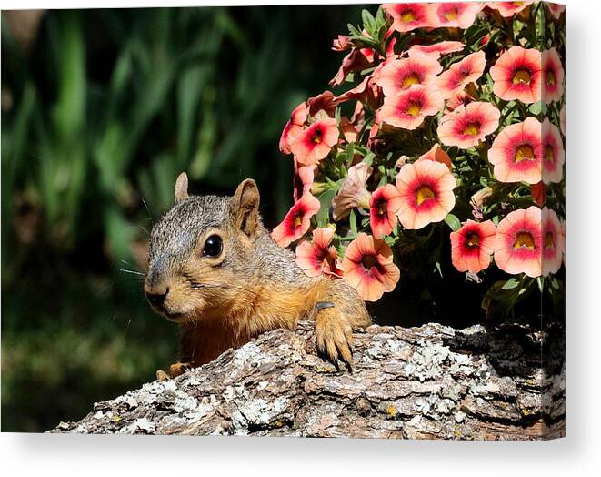 Nature Canvas Print featuring the photograph Peek-a-Boo Squirrel by Sheila Brown