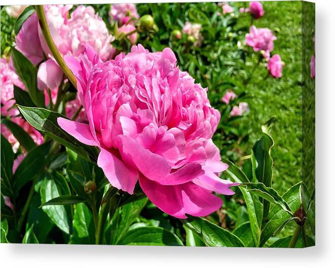 Peony Canvas Print featuring the photograph Peonies in Spring by Chris Berrier