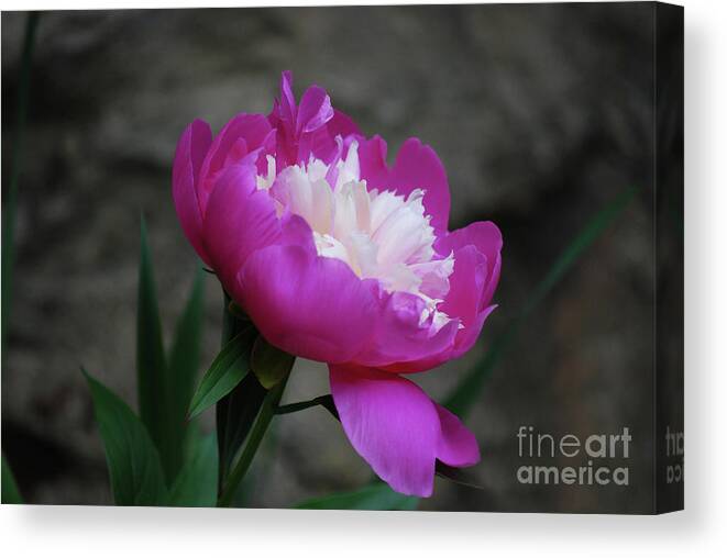 Peony Canvas Print featuring the photograph Perfect Shade of Pink by Lori Tambakis