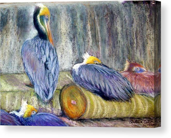 Pelicans Canvas Print featuring the pastel Peruvian Pelicans Three Pastel by Antonia Citrino
