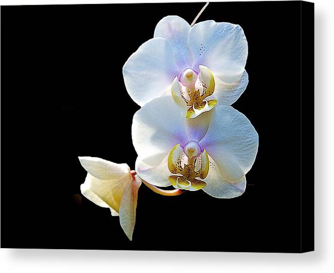 Norfolk Botanical Garden Canvas Print featuring the photograph Phalaenopsis Culican #1 Nobby's Amy Shin Hua by Don Mercer