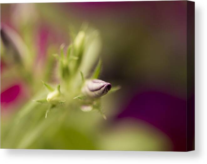 Phloxy Lady Bud Canvas Print featuring the photograph Phloxy Lady Bud by Tracy Winter