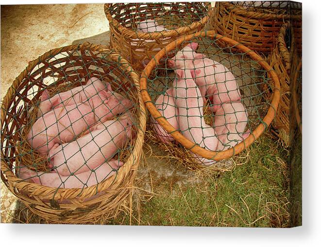 Pigs Canvas Print featuring the photograph Pigs in Baskets by Donna Caplinger