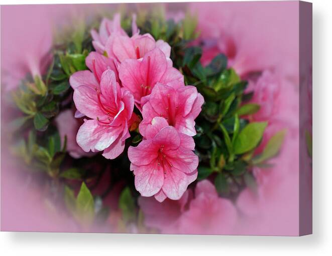 Azaleas Canvas Print featuring the photograph Pink Azaleas by Sandy Keeton