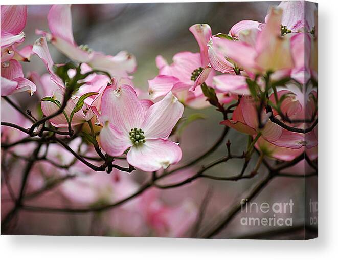Photograph Canvas Print featuring the photograph Pink Dogwood 20120415_68a by Tina Hopkins
