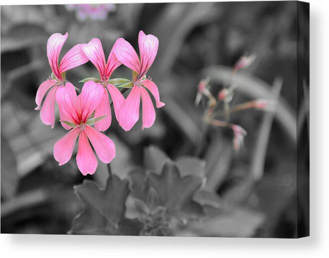 Flowers Canvas Print featuring the photograph Pink Flowers on a Monochrome Background by Frank Mari