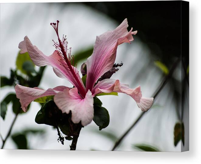 Pink Canvas Print featuring the photograph Pink Orchid by Tom Potter