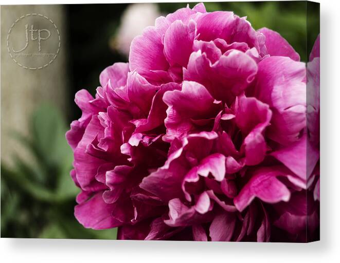 Pink Canvas Print featuring the photograph Pink Petals by JT Photography