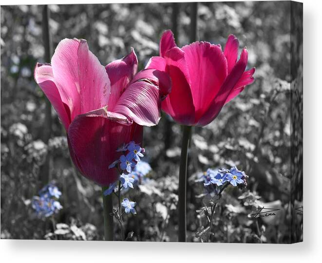 Tulips Canvas Print featuring the photograph Pink Tulips in the Morning by Barbara White