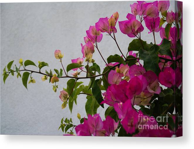 Bougainvillea Canvas Print featuring the photograph Pinks Portrait by Linda Shafer